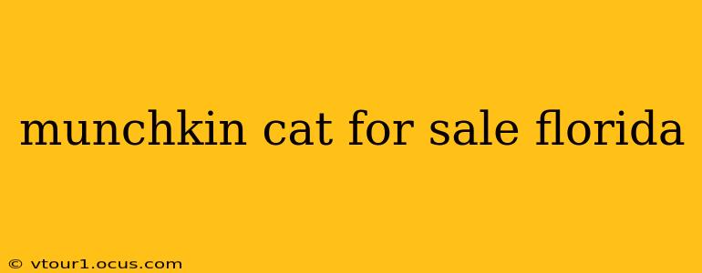 munchkin cat for sale florida