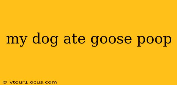 my dog ate goose poop