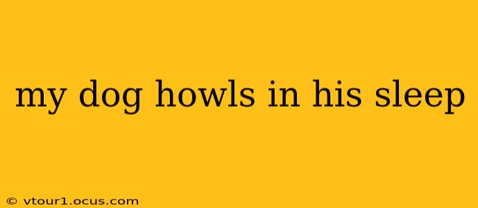 my dog howls in his sleep
