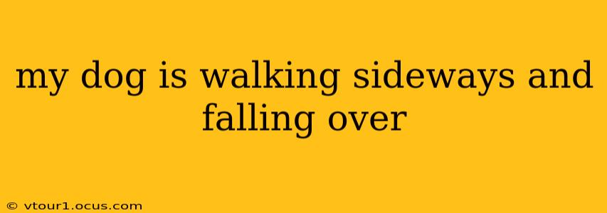 my dog is walking sideways and falling over