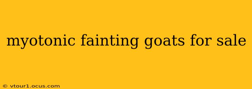 myotonic fainting goats for sale