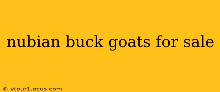 nubian buck goats for sale