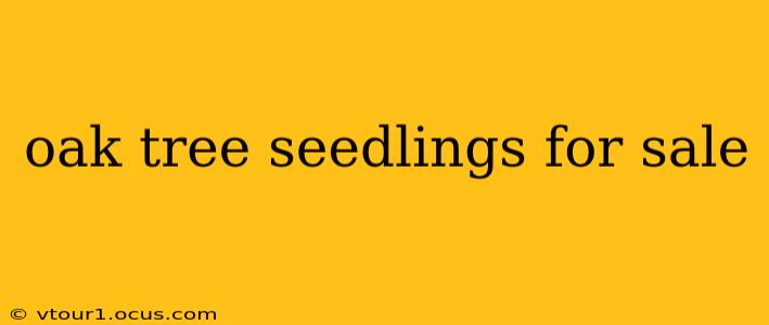 oak tree seedlings for sale