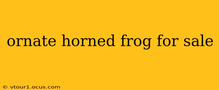 ornate horned frog for sale