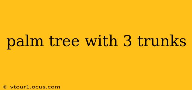 palm tree with 3 trunks