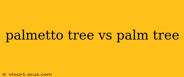 palmetto tree vs palm tree