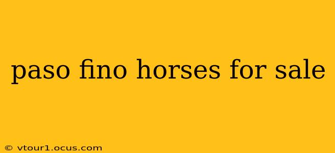 paso fino horses for sale
