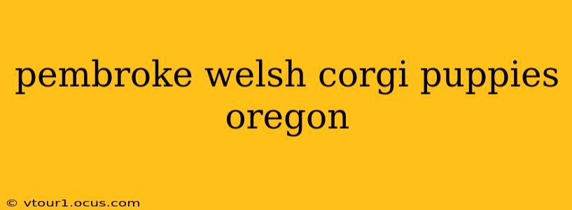 pembroke welsh corgi puppies oregon