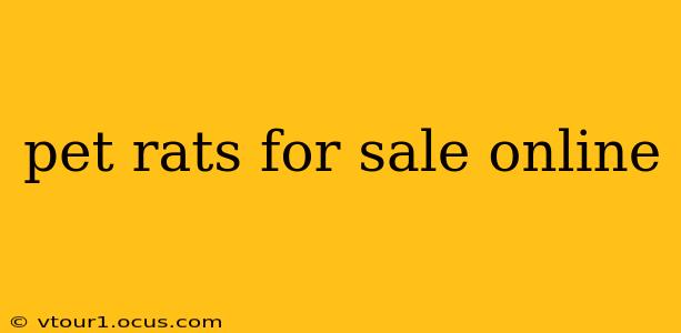 pet rats for sale online