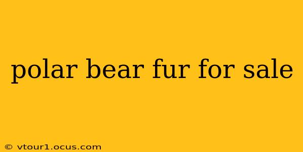 polar bear fur for sale