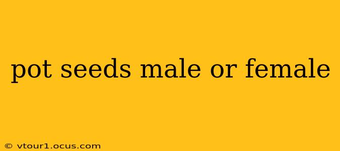 pot seeds male or female
