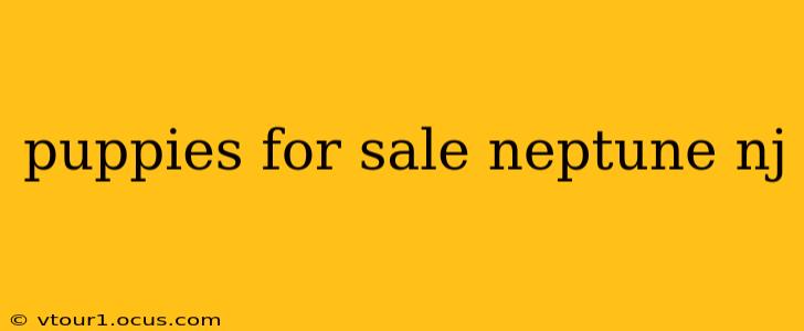 puppies for sale neptune nj