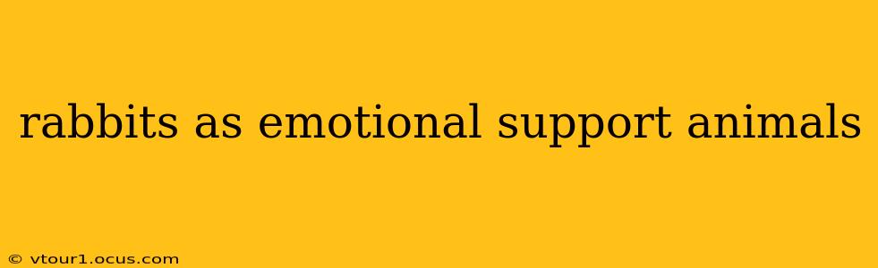 rabbits as emotional support animals
