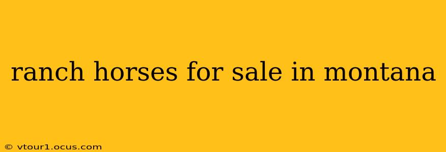ranch horses for sale in montana
