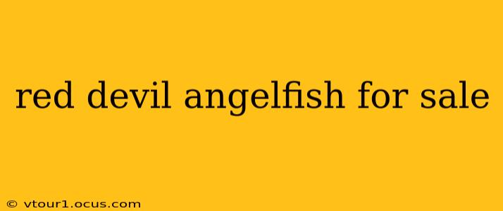 red devil angelfish for sale