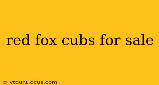 red fox cubs for sale