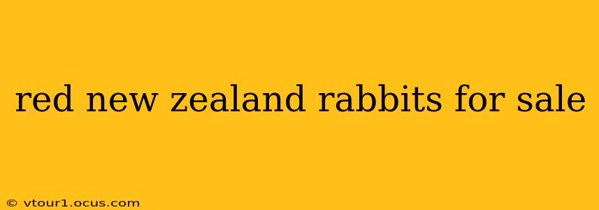 red new zealand rabbits for sale