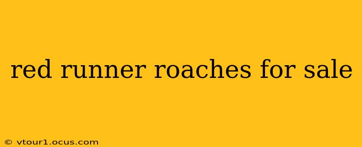 red runner roaches for sale