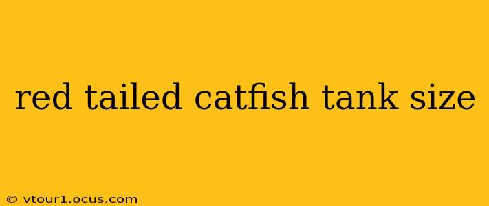 red tailed catfish tank size