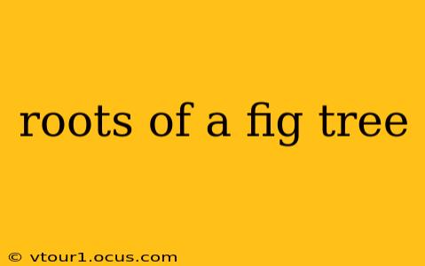 roots of a fig tree