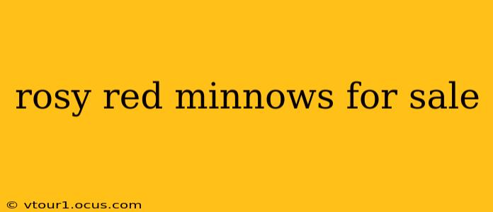 rosy red minnows for sale