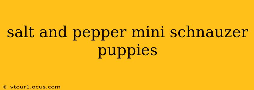 salt and pepper mini schnauzer puppies