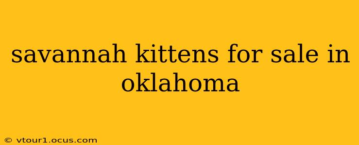 savannah kittens for sale in oklahoma