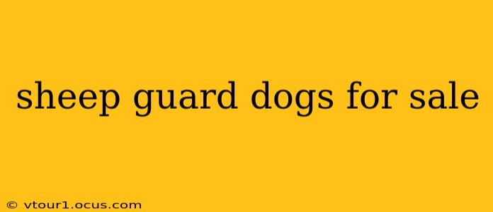 sheep guard dogs for sale