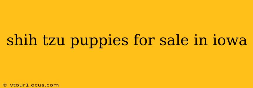 shih tzu puppies for sale in iowa