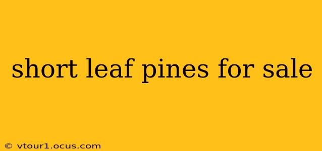 short leaf pines for sale