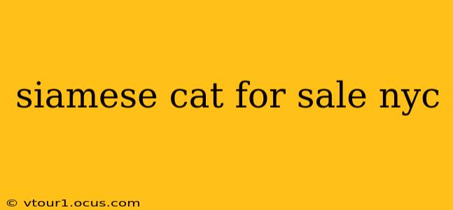 siamese cat for sale nyc