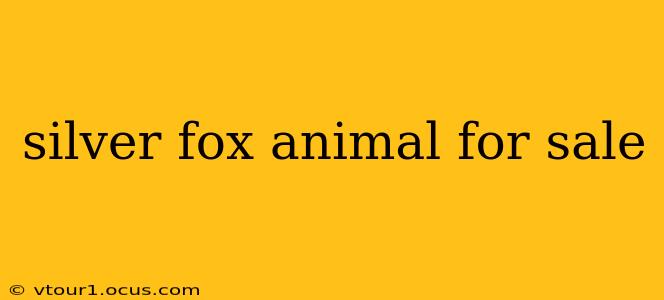 silver fox animal for sale