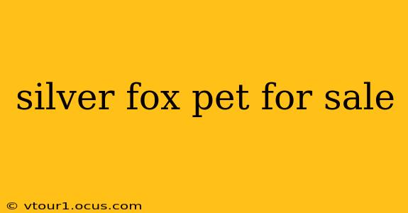 silver fox pet for sale