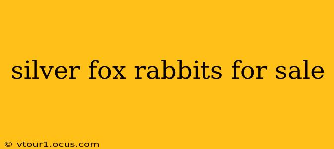 silver fox rabbits for sale