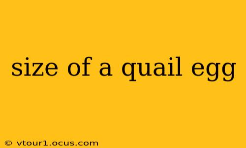 size of a quail egg