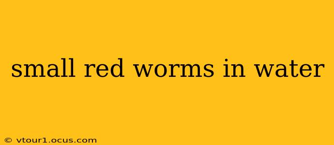 small red worms in water