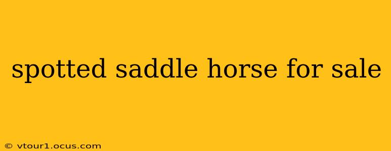 spotted saddle horse for sale