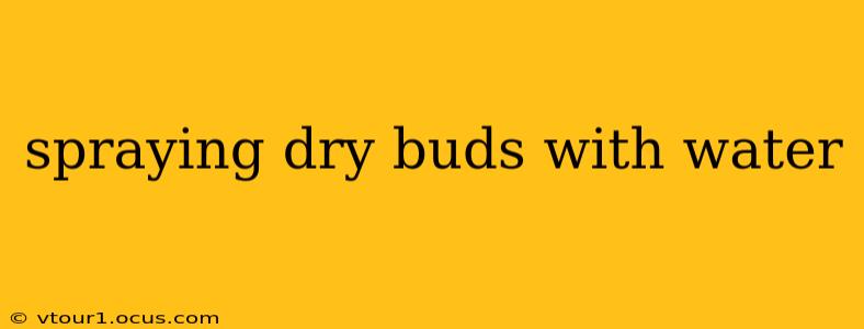 spraying dry buds with water