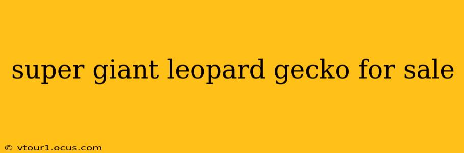 super giant leopard gecko for sale