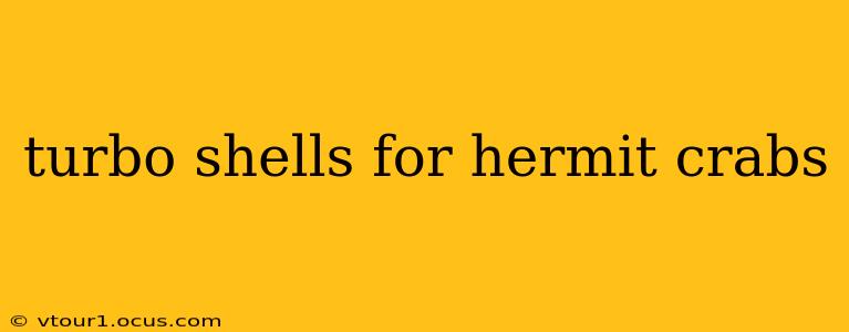 turbo shells for hermit crabs