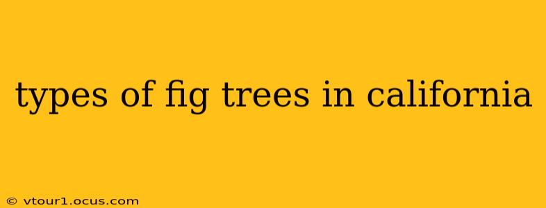 types of fig trees in california