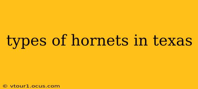 types of hornets in texas