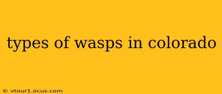 types of wasps in colorado