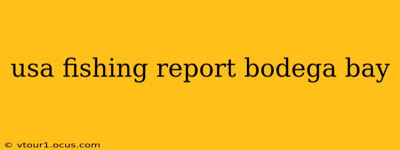 usa fishing report bodega bay