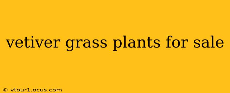 vetiver grass plants for sale