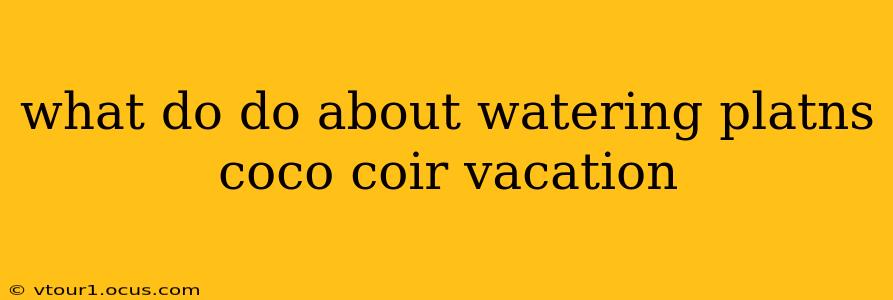 what do do about watering platns coco coir vacation