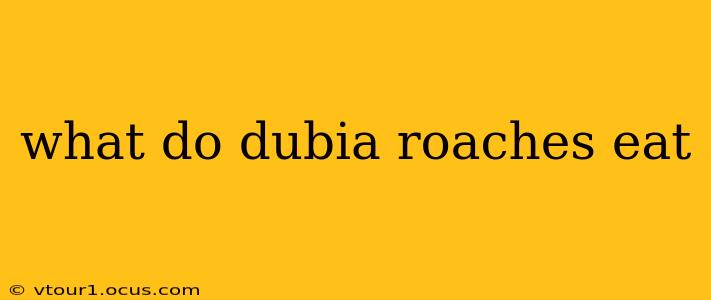 what do dubia roaches eat