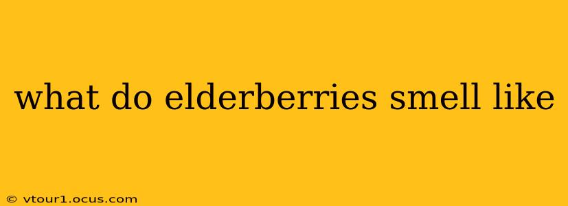what do elderberries smell like