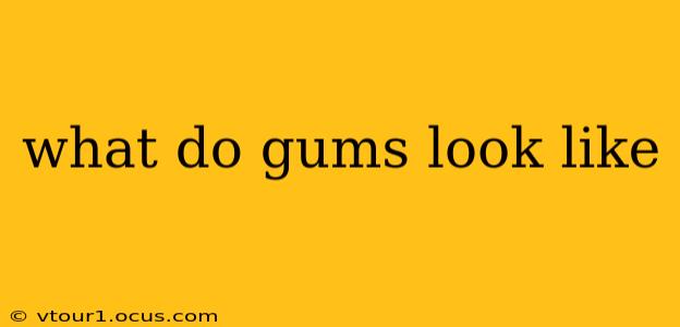 what do gums look like