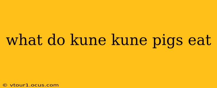 what do kune kune pigs eat